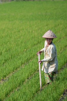 Lady Farmer