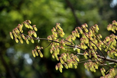 Bryophyllum Pinnatum