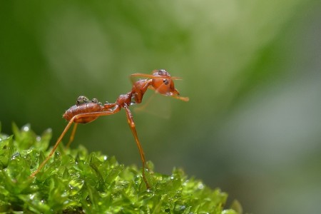 KUNGFU ANT