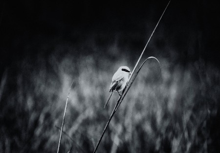Monochromatic Nature