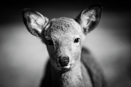 A deer from Nara