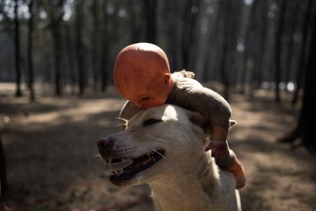 Dog with a Doll