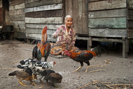 memberi makan ayam