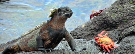 GalapagosWildlife