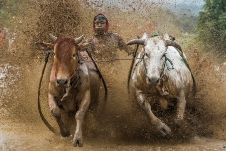 The Power of Pacu Jawi