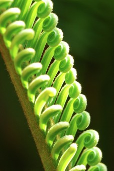 Patterns In Nature
