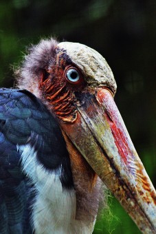 burung botak