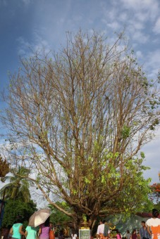 Botree