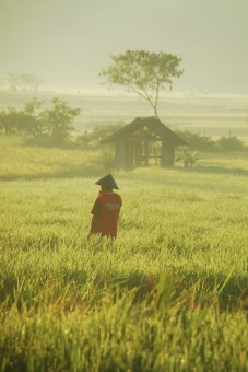 Petani