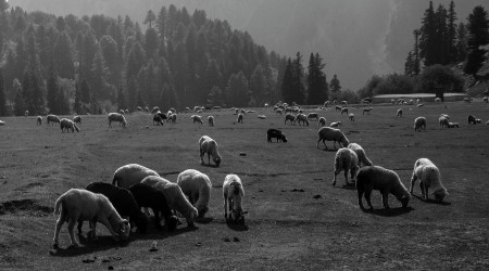 SHEEP IN VALLEY