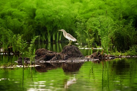 Stork In The Lake