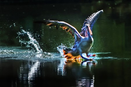 Running on the lake.