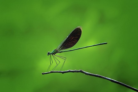 Sendiri
