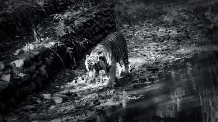 Sumatran Tiger