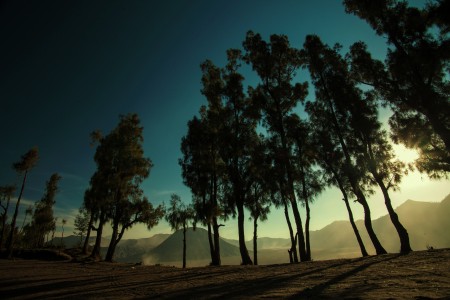 Last vegetation