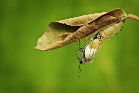 Metamorfosis