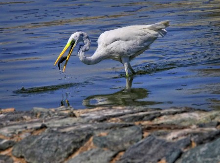The Great Egret