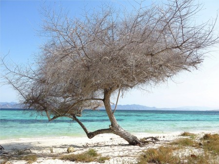 silence of dry tree