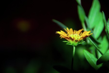 Beauty of Yellow in Dark
