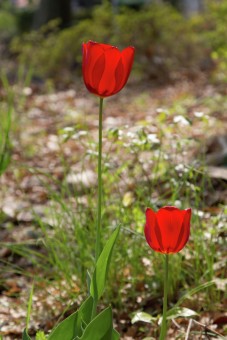 Tulip Merah