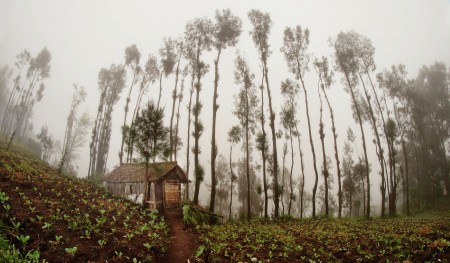 Misty evening