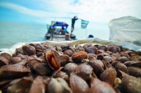 Oyster and The Catcher