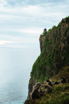 Monkeys of Uluwatu