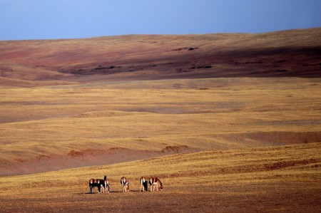 Qinghai Desert