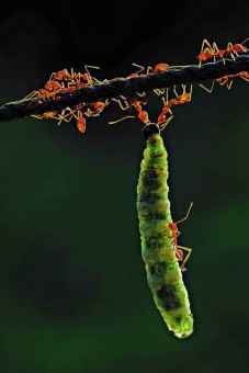 Team Work