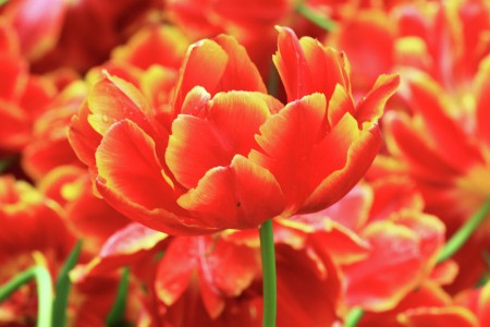 Sping