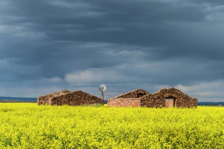 Canola field