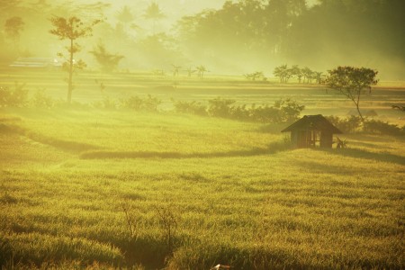 Omah Tani di Pagi Hari