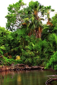 greenish over the Baluran National Park