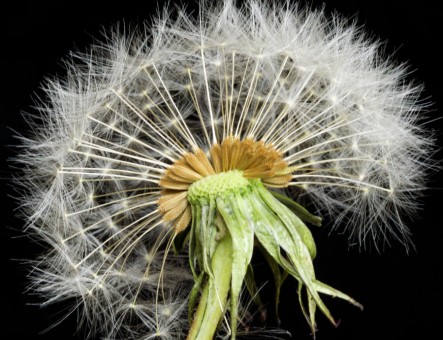 Dandelion