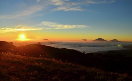 paku bumi