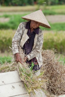 Harvesting Rice