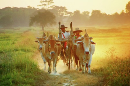 Cowboys