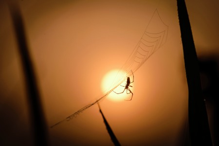 Good morning, Spider!