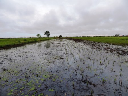 Swamp ricefield