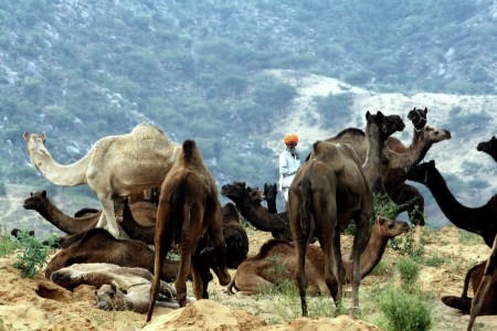 Camel Fair