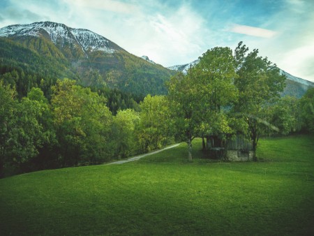 The Shed