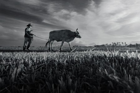 farmer and his cow