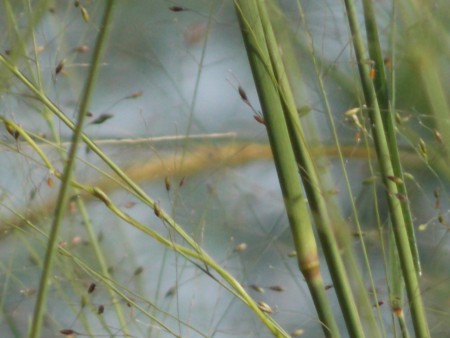 BUNGA RUMPUT