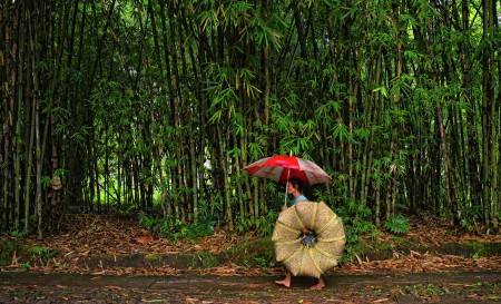 simo bamboo forest