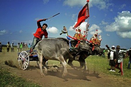Buffalo racing