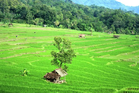Rice Field