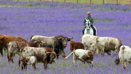 A Campo Abierto