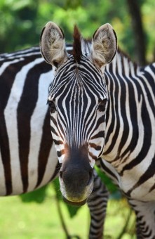 Zebra
