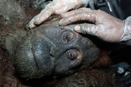 PENYELAMATAN ORANGUTAN