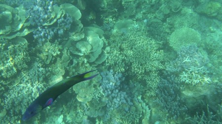running fish under the sea